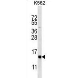 HIST1H2BL Antibody