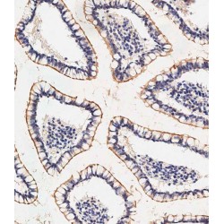 Solute Carrier Family 23 Member 1 (SLC23A1) Antibody