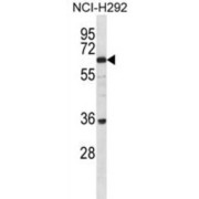 BTB/POZ Domain-Containing Protein 16 (BTBDG) Antibody