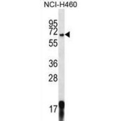 G Protein Signaling Modulator 1 (GPSM1) Antibody