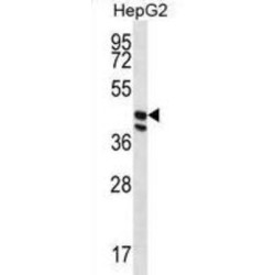 Protein O-Fucosyltransferase 1 (POFUT1) Antibody