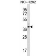 Olfactory Receptor Family 5 Subfamily I Member 1 (OR5I1) Antibody