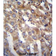 BEN Domain-Containing Protein 7 (BEND7) Antibody