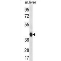 BEN Domain-Containing Protein 7 (BEND7) Antibody