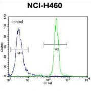 Xylosyltransferase 1 (XYLT1) Antibody