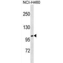 Xylosyltransferase 1 (XYLT1) Antibody