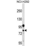 DEAD (Asp-Glu-Ala-Asp) Box Polypeptide 3, Y-Linked (DDX3Y) Antibody