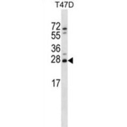 Zinc Finger Matrin-Type Protein 2 (ZMAT2) Antibody