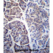 COP9 Signalosome Subunit 7A (COPS7A) Antibody