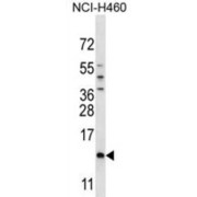 Sperm Mitochondrial-Associated Cysteine-Rich Protein (SMCP) Antibody