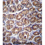 Neuronal Membrane Glycoprotein M6-A (GPM6A) Antibody