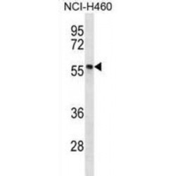 Phosphorylated Adapter RNA Export Protein (PHAX) Antibody