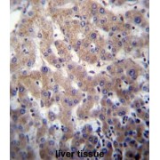 Protein O-Fucosyltransferase 2 (POFUT2) Antibody