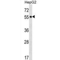 Protein O-Fucosyltransferase 2 (POFUT2) Antibody