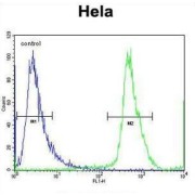 Nucleoporin 35 (NUP35) Antibody