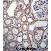 E3 Ubiquitin-Protein Ligase RNF180 (RNF180) Antibody