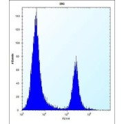 Carbonyl Reductase 3 (CBR3) Antibody