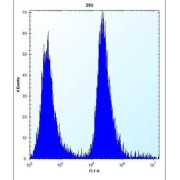 O-6-Methylguanine DNA Methyltransferase (MGMT) Antibody