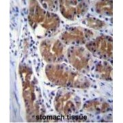 Dynactin Subunit 2 (DCTN2) Antibody