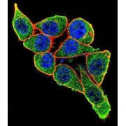 Paired Box Protein Pax-6 (PAX6) Antibody