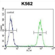 ELAV (Embryonic Lethal, Abnormal Vision, Drosophila)-Like 2 (Hu Antigen B) (ELAVL2) Antibody