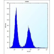 DnaJ (Hsp40) Homolog, Subfamily C, Member 9 (DNAJC9) Antibody