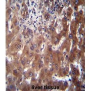 Sodium Channel And Clathrin Linker 1 (SCLT1) Antibody