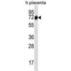 Sodium Channel And Clathrin Linker 1 (SCLT1) Antibody