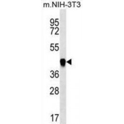 Multifunctional Protein ADE2H1 (PAICS) Antibody