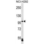 Chromosome Transmission Fidelity Protein 18 Homolog (CHTF18) Antibody