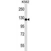 Ras GTPase-Activating Protein nGAP (RASAL2) Antibody