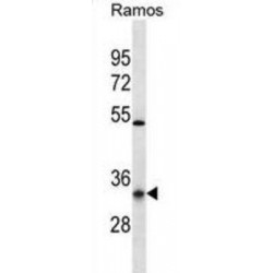 Olfactory Receptor Family 10 Subfamily G Member 9 (OR10G9) Antibody