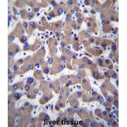 Transmembrane Protein 70, Mitochondrial (TMM70) Antibody