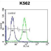 Krueppel-Like Factor 14 (SP6) Antibody