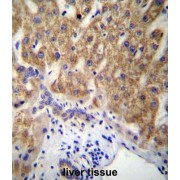 Mucin-15 (MUC15) Antibody