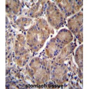 Multimerin 2 (MMRN2) Antibody