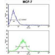 BH3-Interacting Domain Death Agonist (BID) Antibody