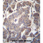 Pancreatic Secretory Granule Membrane Major Glycoprotein GP2 (GP2) Antibody