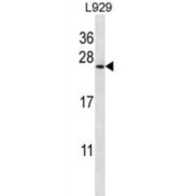 Coatomer Protein Complex Subunit Zeta 1 (COPZ1) Antibody