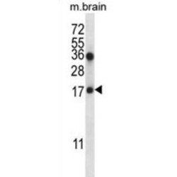 Coatomer Protein Complex Subunit Zeta 1 (COPZ1) Antibody