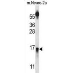 Prolactin-Releasing Peptide (PRLH) Antibody