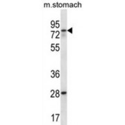 Putative Polypeptide N-Acetylgalactosaminyltransferase-Like Protein 3 (WBSCR17) Antibody
