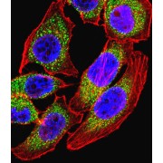 Nuclear Factor of Activated T Cells 4 (NFATC4) Antibody