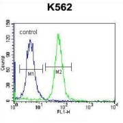 RAB3D, Member RAS Oncogene Family (RAB3D) Antibody