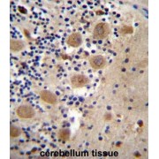 AFG3 Like Matrix AAA Peptidase Subunit 2 (AFG3L2) Antibody