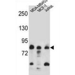 AFG3 Like Matrix AAA Peptidase Subunit 2 (AFG3L2) Antibody