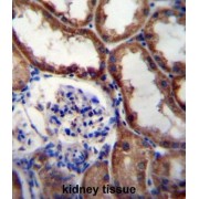 Protein Wnt-16 (WNT16) Antibody