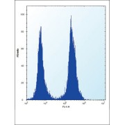 SLC16A10 Antibody