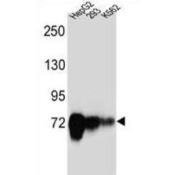 Cadherin 22 (CDH22) Antibody