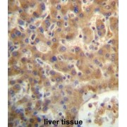 SEC14-Like Protein 4 (SEC14L4) Antibody